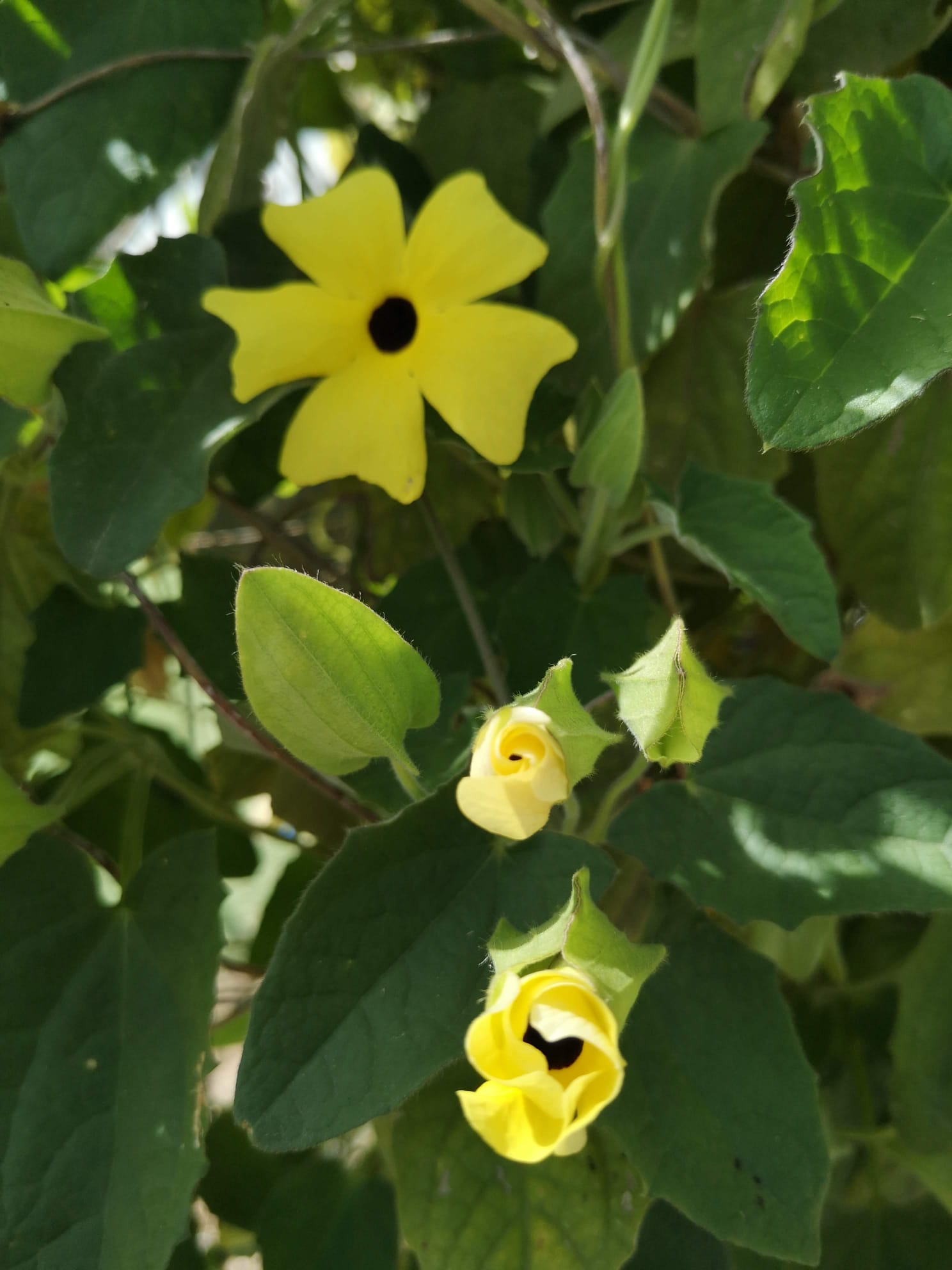 Yellow black-eyed-Susan-vine flower in bloom with buds below, surrounded by green heart-shaped leaves.